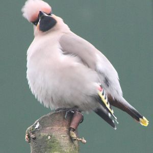 European waxwing