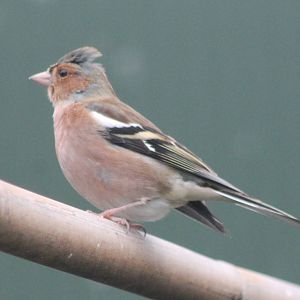Chaffinch