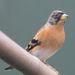 Brambling