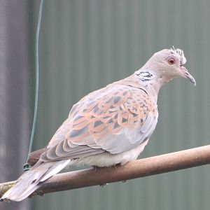 Turtle dove