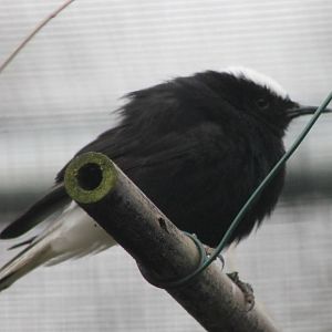 White-crowned wheatear