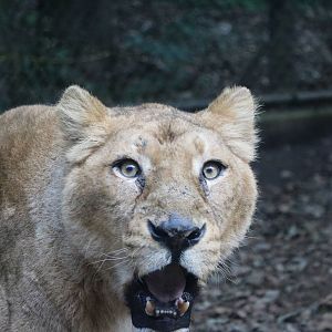 Angry Asiatic lioness, February 2016