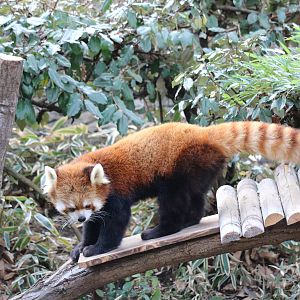 Styan's red panda, February 2016
