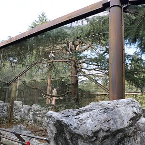 Steller's Sea Eagle enclosure, February 2016