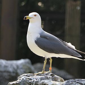 Black-tailed gull, February 2016