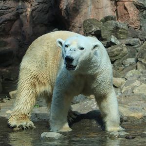 Polar bear, February 2016