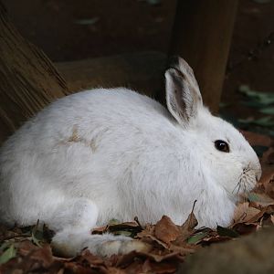 Tohoku hare, February 2016