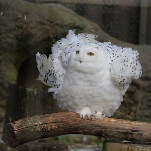 Ruffling snowy owl, February 2016