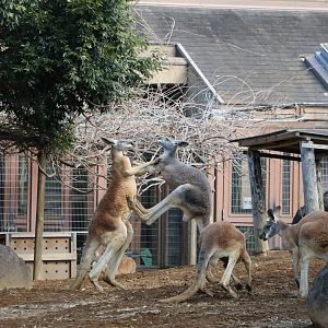 Kickboxing kangaroos, February 2016