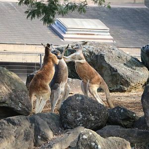 Three-way boxing, February 2016