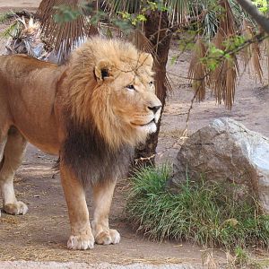 African Lion