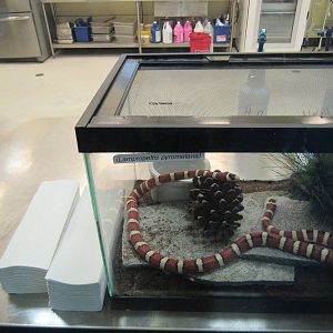 Arizona Mountain Kingsnake