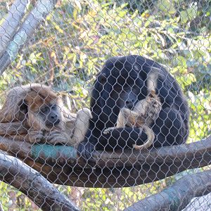 Black Howler Family