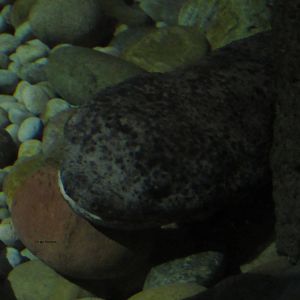 Chinese Giant Salamander