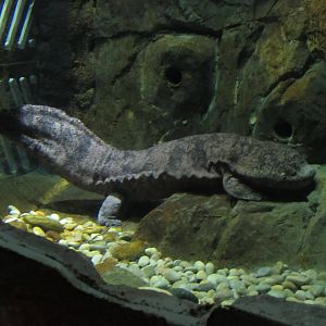 Chinese Giant Salamander