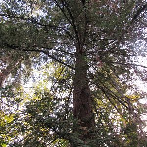 Coastal Redwood