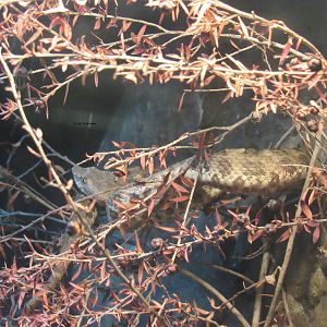 Dunn's Hog-Nosed Viper