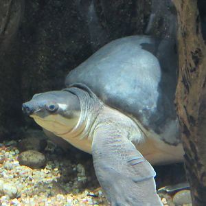 Fly River Turtle