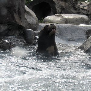 Giant Otter