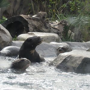 Giant Otters