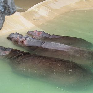 Hippos