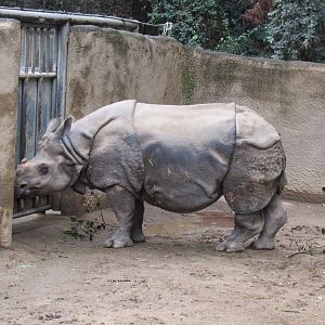 Indian Rhino
