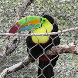 Keel Billed Toucan