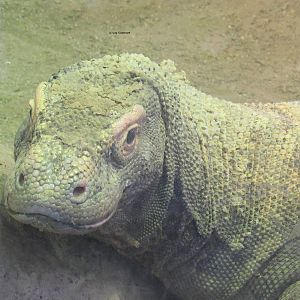 Komodo Dragon