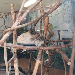 Linne's Two Toed Sloth