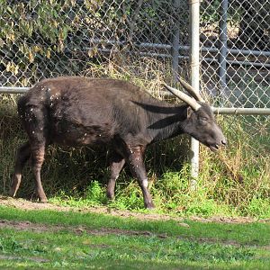 Lowland Anoa