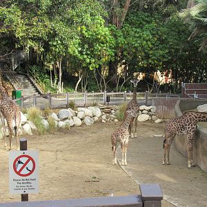 Masai Giraffe Habitat