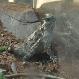 Mexican Giant Horned Lizard