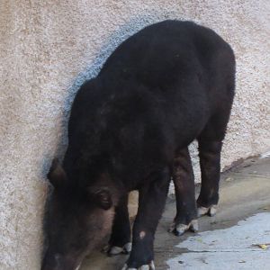 Mountain Tapir