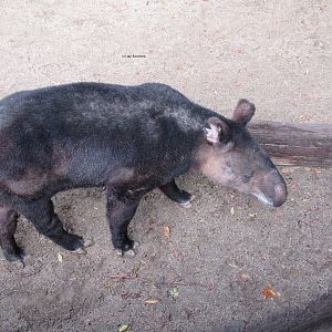 Mountain Tapir
