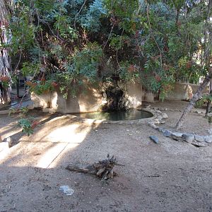 Mountain Tapir Habitat
