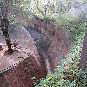 Nubian Ibex Habitat
