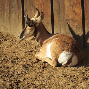 Peninsular Pronghorn