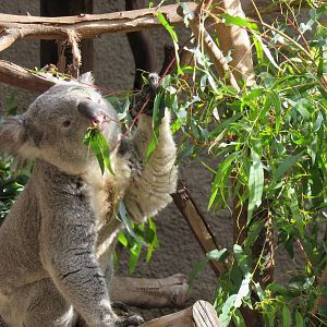 Queensland Koala