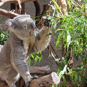 Queensland Koala