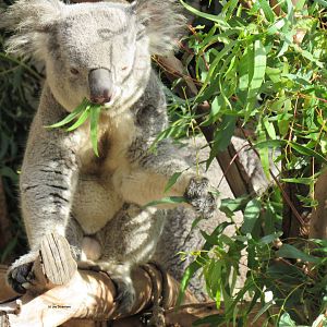 Queensland Koala
