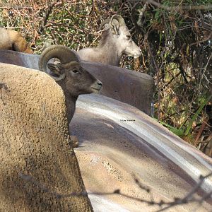 Rocky Mountain Bighorn Sheep