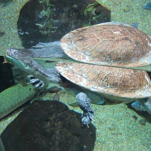 Roti Island Snake-Necked Turtle