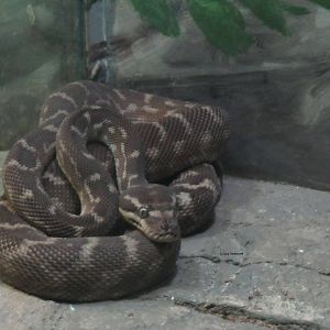 Rough-Scaled Python