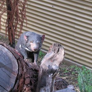 Tasmanian Devil