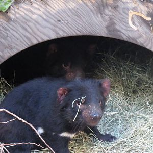 Tasmanian Devils
