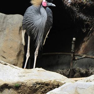 West African Crowned Crane