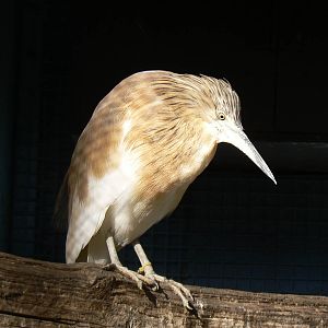 Squacco Heron - 16 February 2016, Kirkleatham Owl Centre