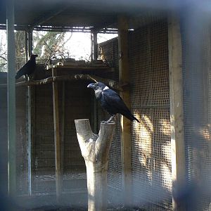 White-necked Ravens and part of their Aviary - 16 February 2016, Kirkleatha