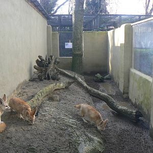 View of Fennec Fox Enclosure - 16 February 2016, Kirkleatham Owl Centre