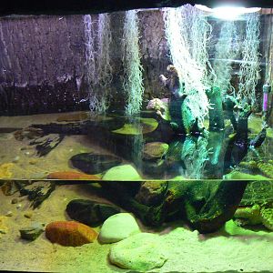 View of Common Snapping Turtle Enclosure - 16 February 2016, Wild Animal Ad